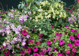 blomsterprogram1