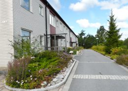 Lojo_plantering